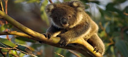 koalawalk